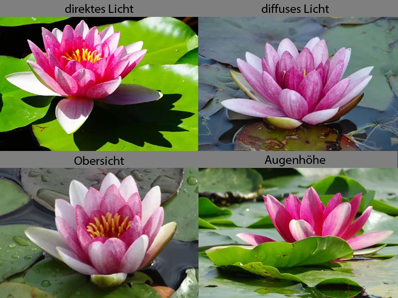Werbeplakat Lotus Tea - Teil 01 - Ideenfindung